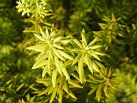 Podocarpus Acutifolius (fam Conifere) (Nouvelle Zelande) (Photo F. Mrugala) (3)